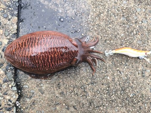 コウイカの釣果