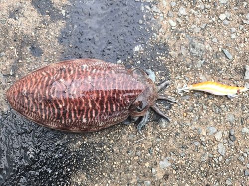 コウイカの釣果