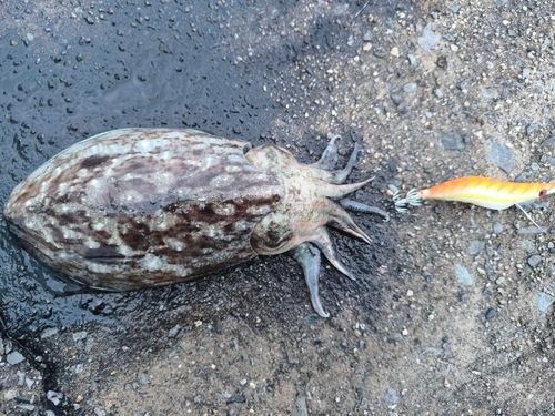 コウイカの釣果