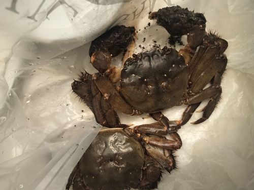 カニの釣果
