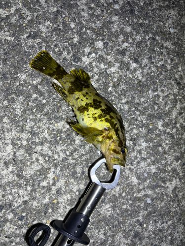 タケノコメバルの釣果