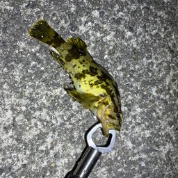 タケノコメバル