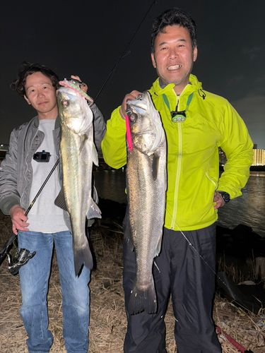 シーバスの釣果