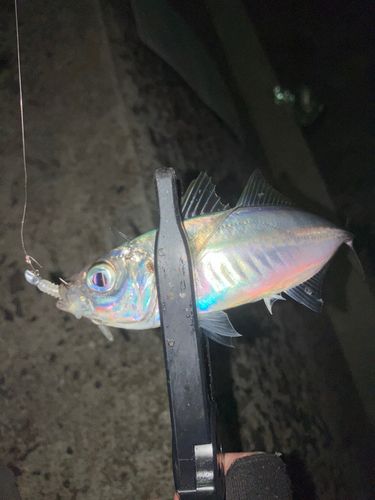 マアジの釣果