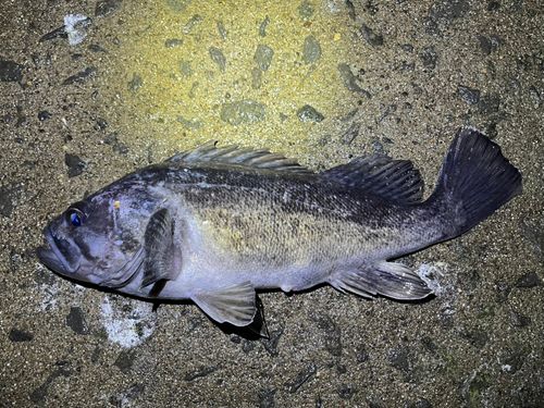 クロソイの釣果