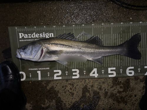 シーバスの釣果