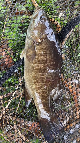 スモールマウスバスの釣果