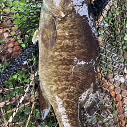 スモールマウスバス