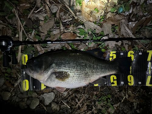 ブラックバスの釣果