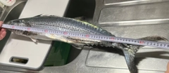 サワラの釣果