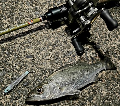 セイゴ（マルスズキ）の釣果