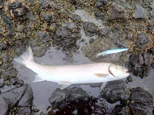 アメマスの釣果