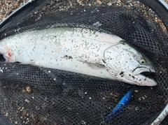 サクラマスの釣果