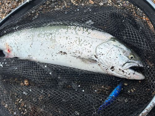 サクラマスの釣果