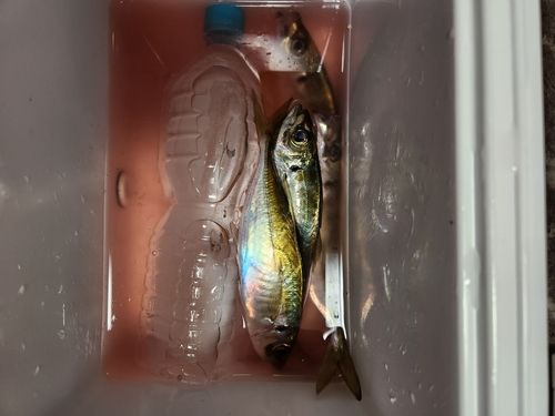 マアジの釣果
