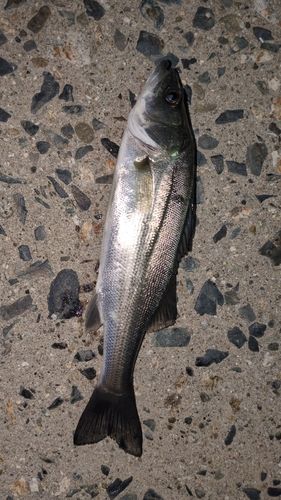 セイゴ（マルスズキ）の釣果