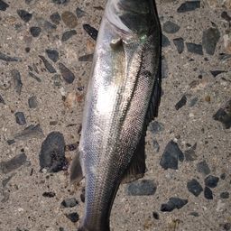 セイゴ（マルスズキ）