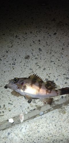 シロメバルの釣果