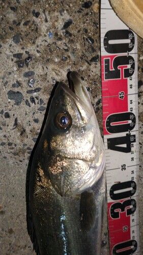 セイゴ（マルスズキ）の釣果