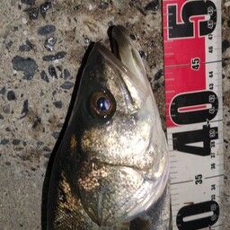 セイゴ（マルスズキ）