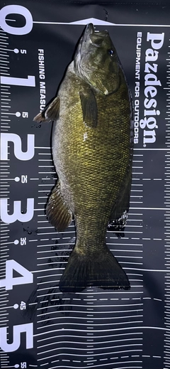 スモールマウスバスの釣果