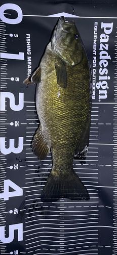 スモールマウスバスの釣果