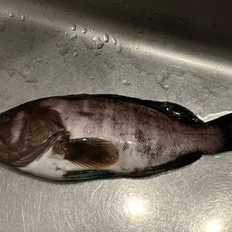 マハタ