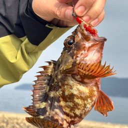 カサゴ