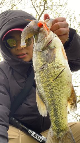ブラックバスの釣果