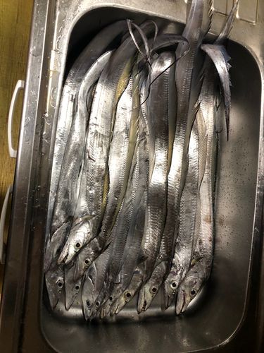 タチウオの釣果