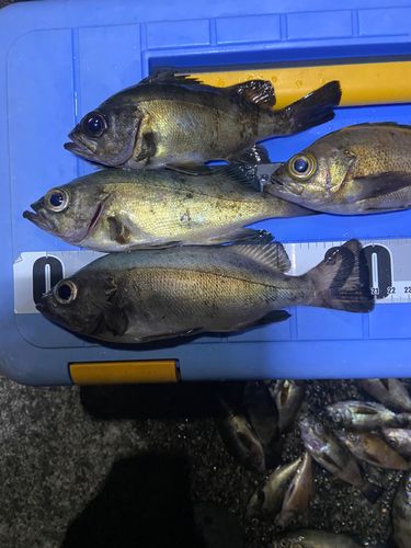メバルの釣果
