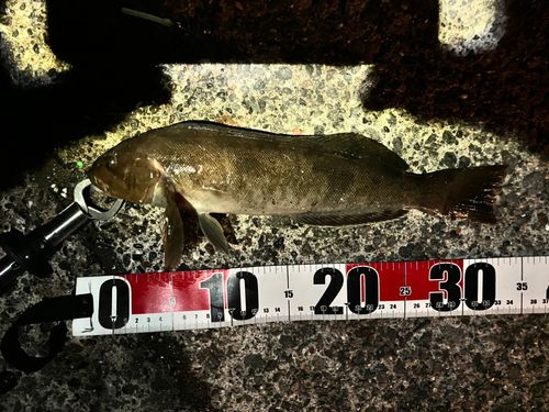 アブラコの釣果