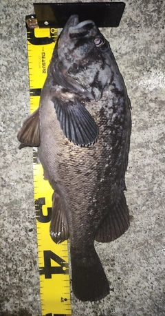 クロソイの釣果