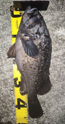 クロソイの釣果