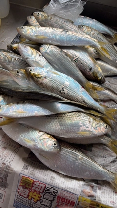 コノシロの釣果