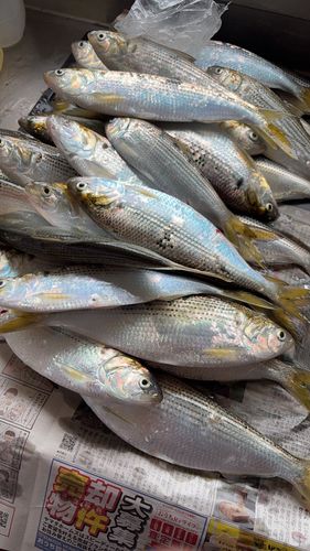 コノシロの釣果