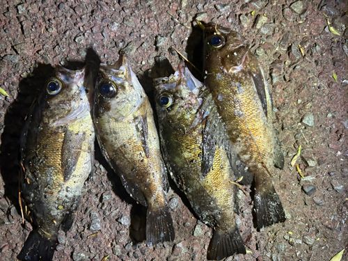 シロメバルの釣果