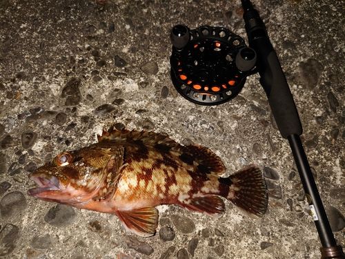 カサゴの釣果