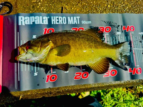 スモールマウスバスの釣果