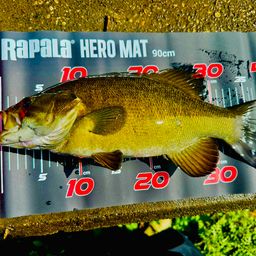 スモールマウスバス