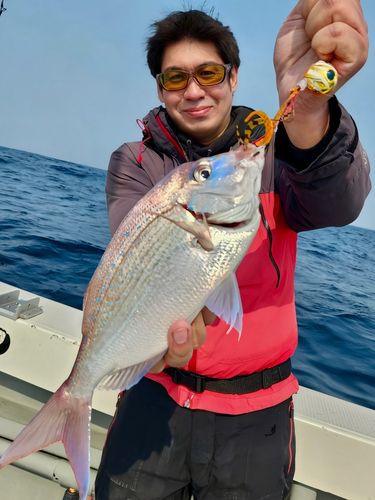 チダイの釣果
