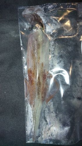 ヤリイカの釣果