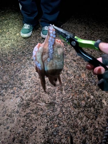 タコの釣果