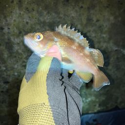 エゾメバル