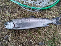 ニジマスの釣果