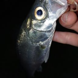 セイゴ（マルスズキ）