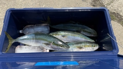 ワラサの釣果