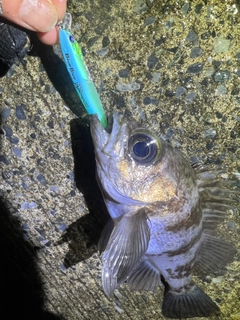 シロメバルの釣果