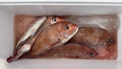 マダイの釣果