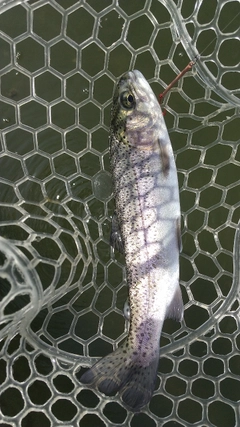 レインボートラウトの釣果